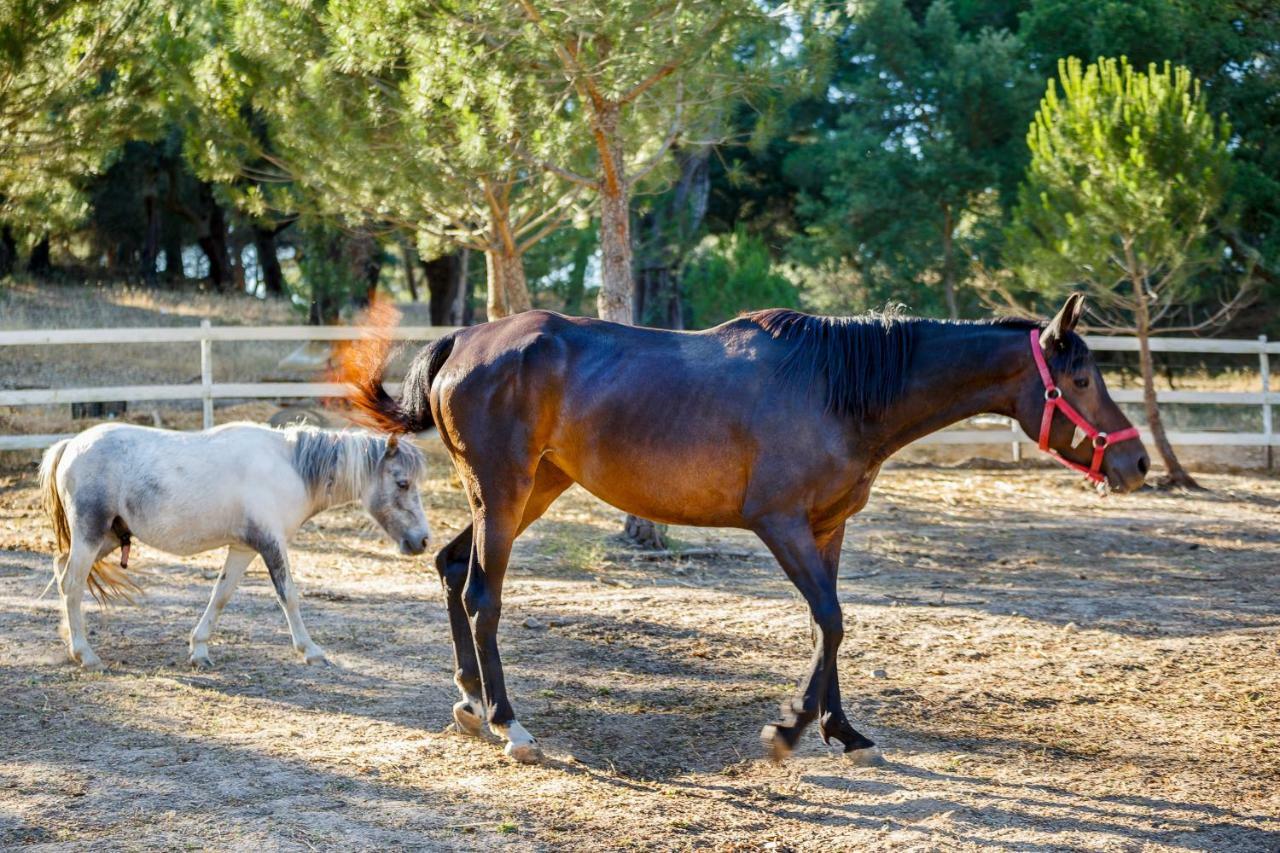 Herdade Da Granja Nova Montargil Luaran gambar